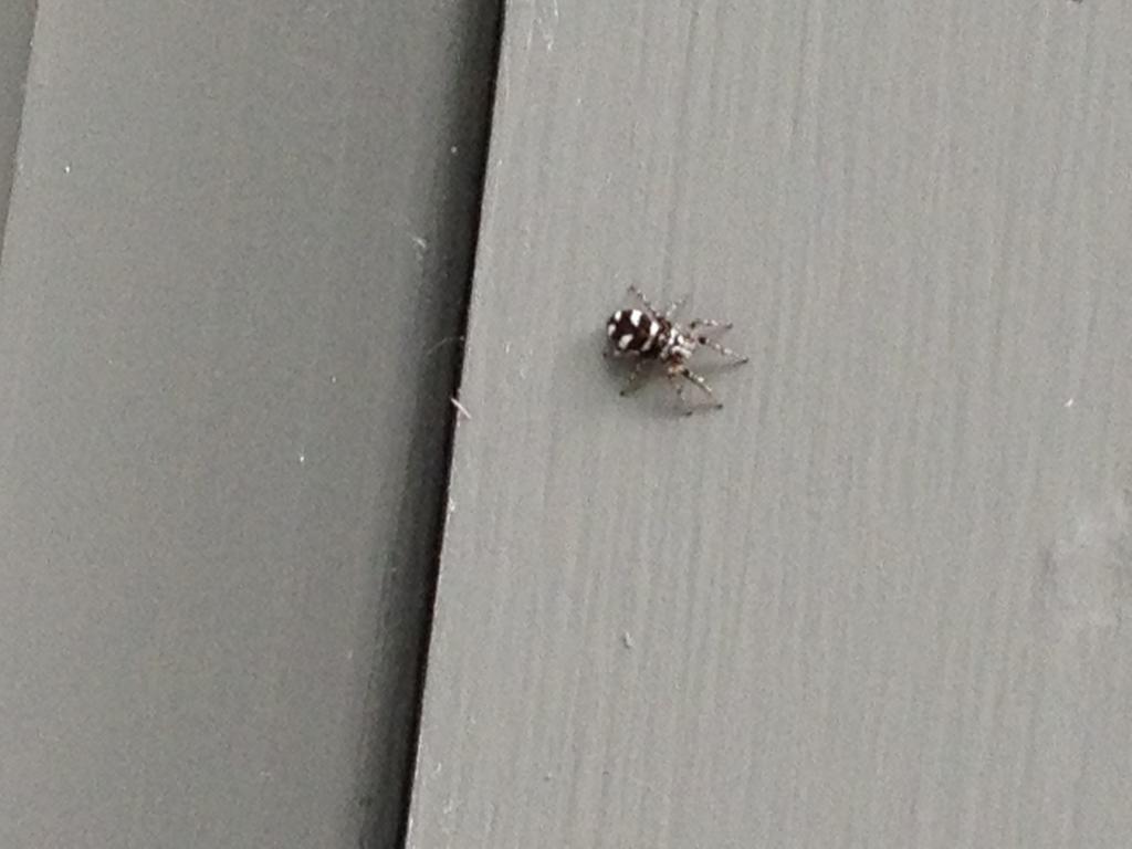 OK, I'm Stumped...What Bug is This? Attachment