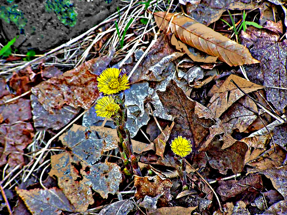 coltsfoot2