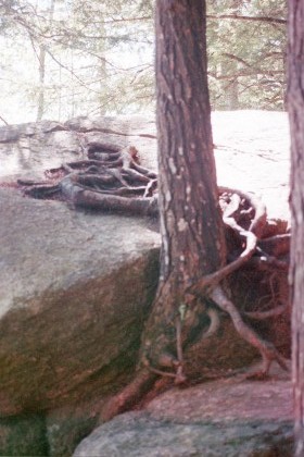 1199One_very_determined_tree_root