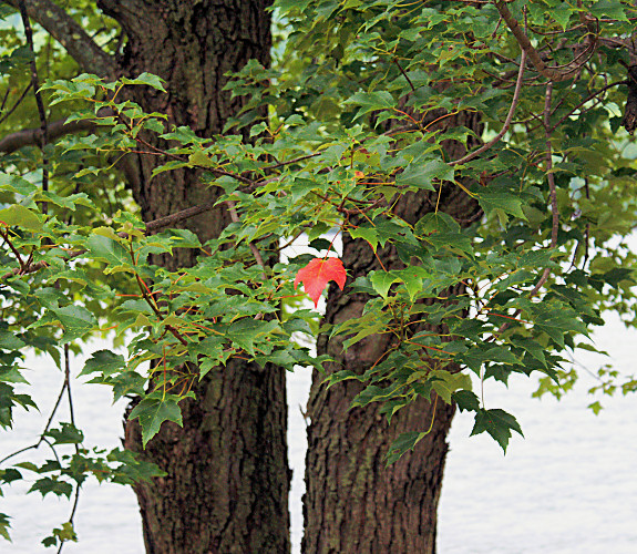 FirstRedLeaf_3150