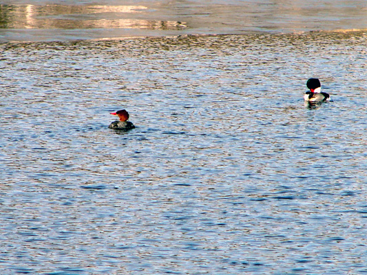 032606-Mergansers-Alton-Bay