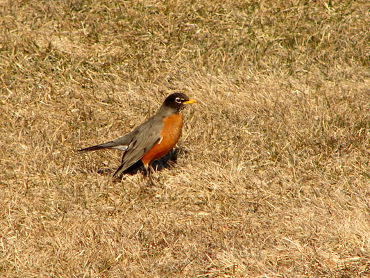 032806-robin