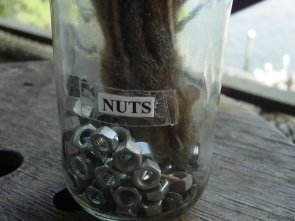 1199CRITTER_Chipmunk_in_nut_jar