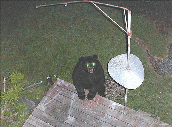 1282bear