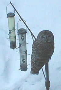 1282owl