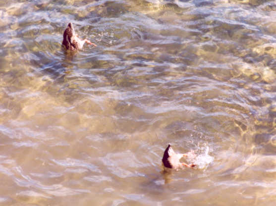 81Ducks1