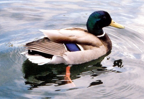 81Quack_Quack