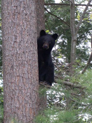 Bear_in_our_Back_Yard_5-18-2005_005