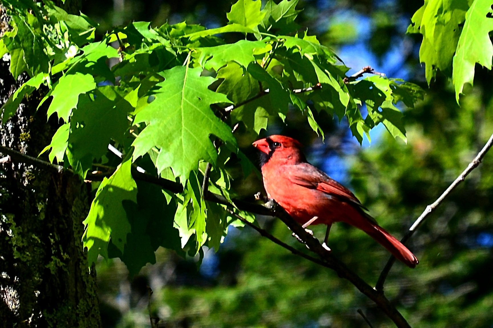 Cardinal