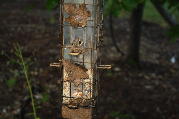Chipmunk