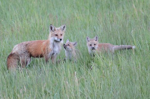 Momma_Fox_with_babies_001-2