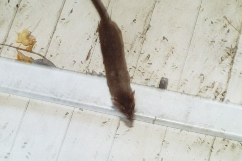 Weasel_Shoe