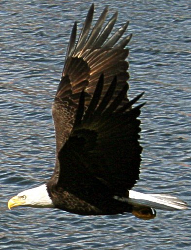 Winni_Eagle_Out_Gathering_1