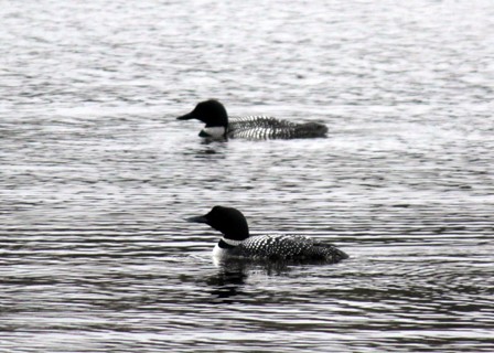 Wolfeboro_Chronicle3