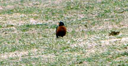 alton-bay-robin-on-Lakewood