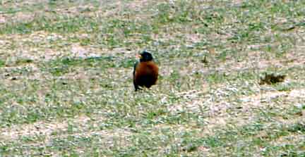 alton-bay-robin-on-Lakewood