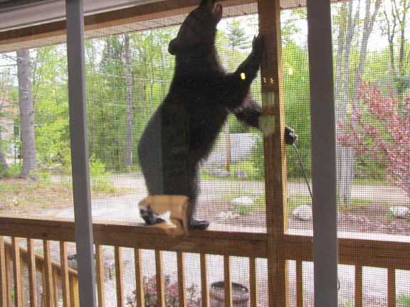bear1