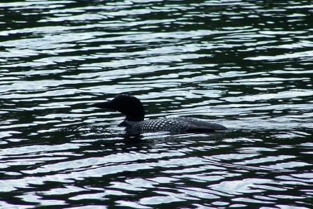 black_and_white_loon