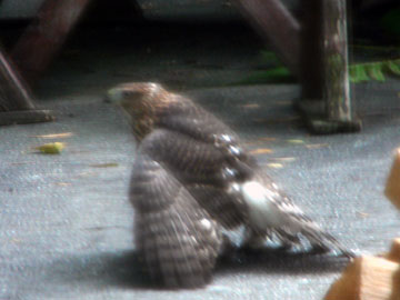 broad-wing-hawk-081007-1