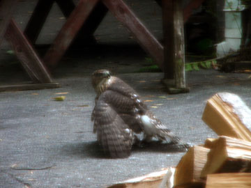 broad-wing-hawk-081007-2