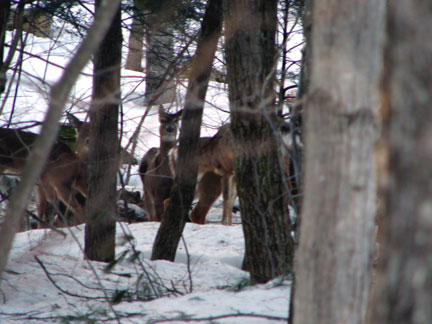 deer-4