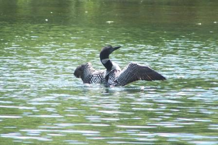 flapping_loon_wings