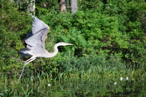 heron