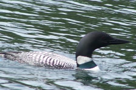 loon