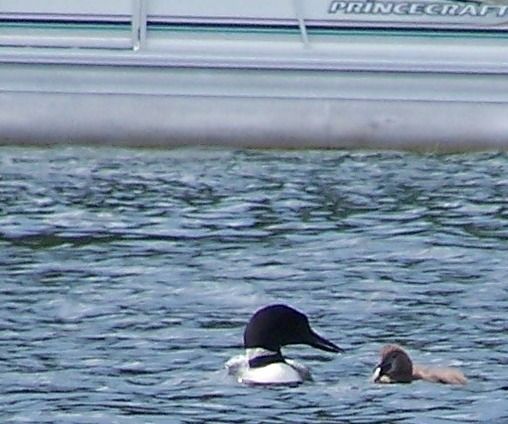 loon_and_baby