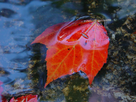 72leaves