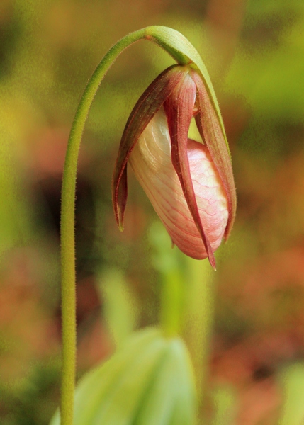 Lady_Slippers_2012_1