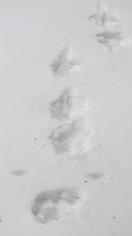 Name:  moose_tracks.jpg
Views: 1599
Size:  13.9 KB