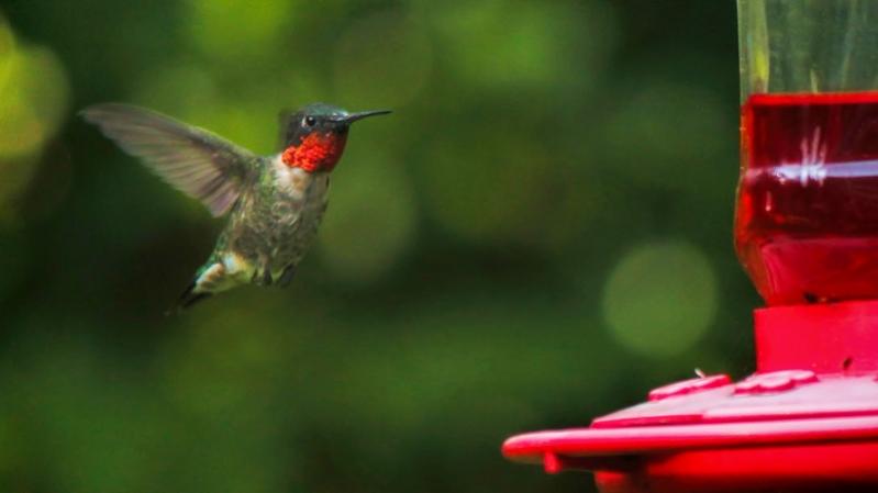 Name:  male_hummingbird_8-17-15.jpg 2.jpg
Views: 1208
Size:  24.4 KB