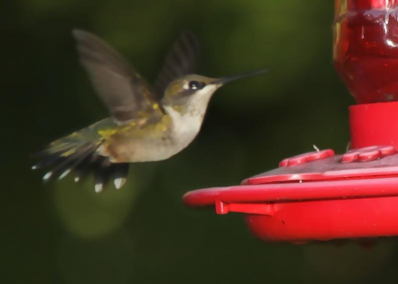 Name:  female hummingbird_far.jpg
Views: 1296
Size:  23.1 KB