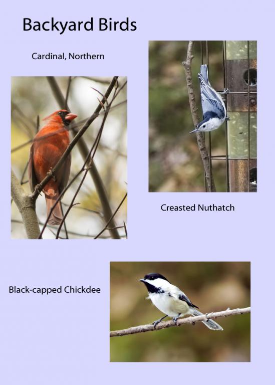 Name:  Backyard Birds_edited-1 copy.jpg
Views: 1528
Size:  41.9 KB