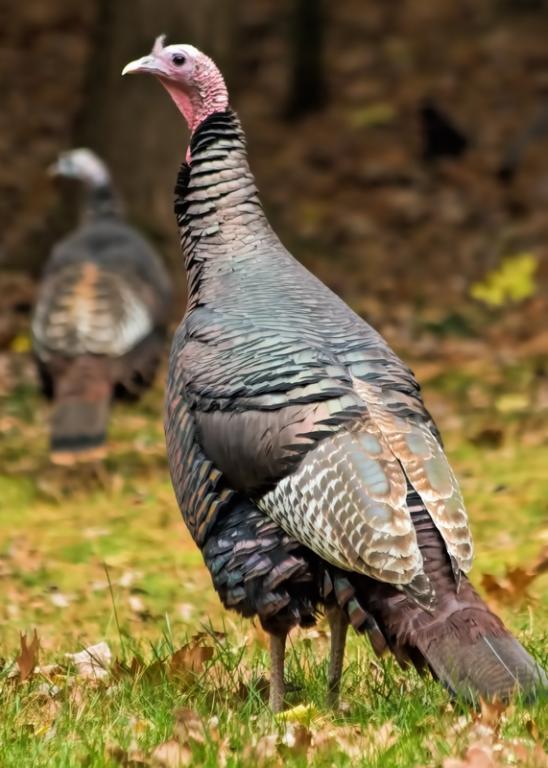 Name:  wild_turkey.jpg
Views: 906
Size:  62.2 KB