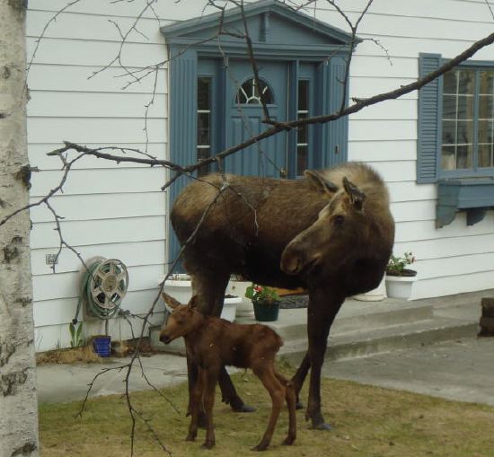 Name:  Moose Mom and Calf.jpg
Views: 821
Size:  48.4 KB