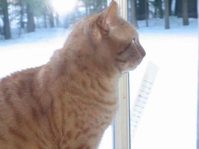 Name:  Charlie 1.jpg
Views: 1262
Size:  49.7 KB