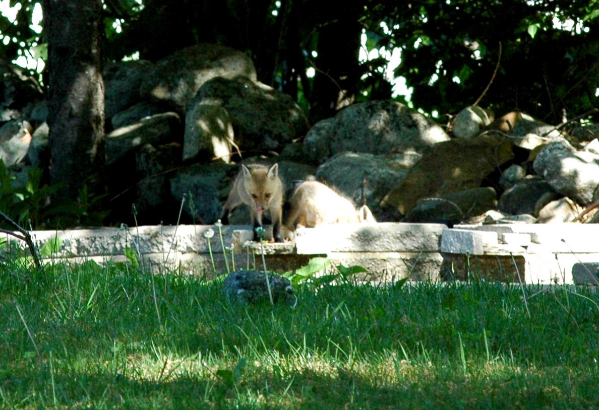 Name:  Fox2[1] (2).jpg
Views: 1287
Size:  160.8 KB