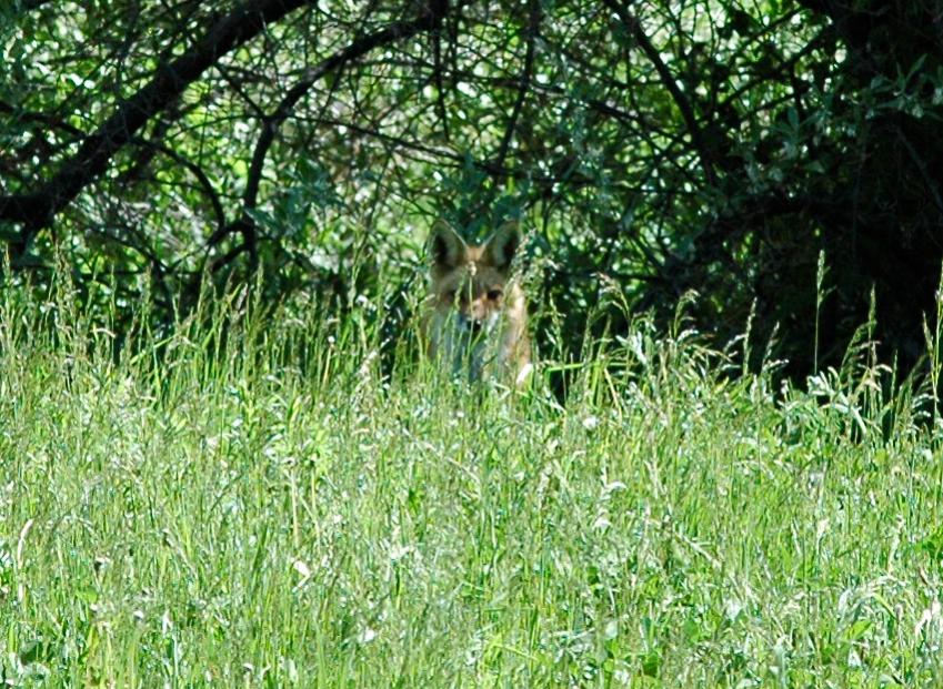 Name:  foxmom[1] (2).jpg
Views: 1284
Size:  149.1 KB