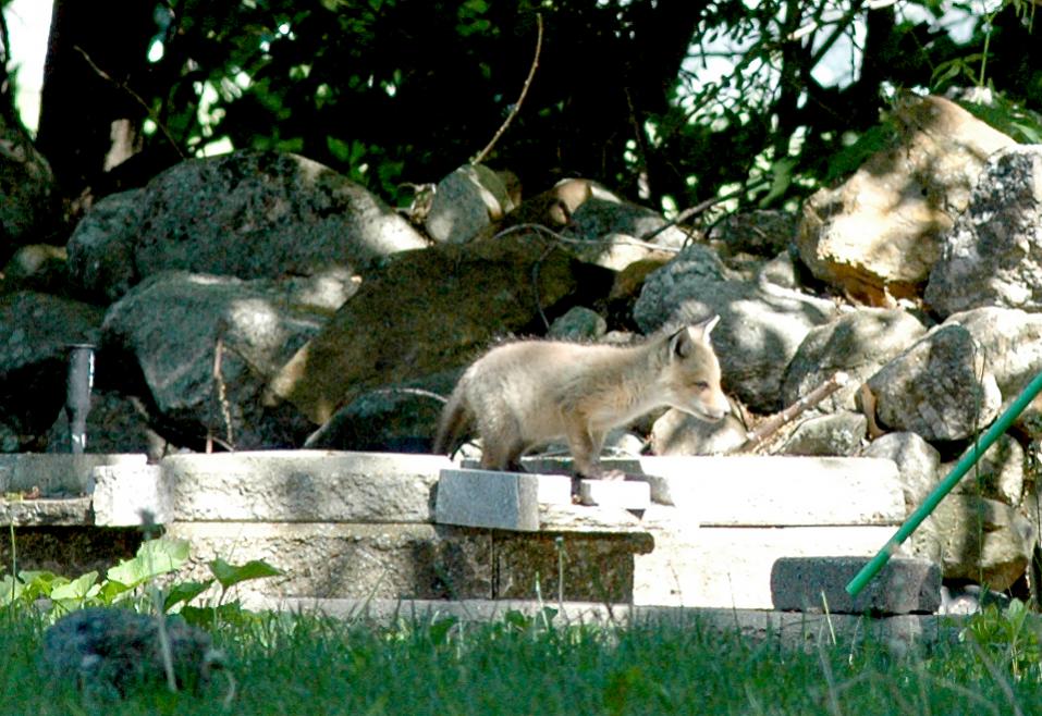 Name:  Fox1[1] (2).jpg
Views: 934
Size:  120.1 KB