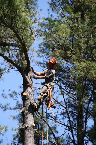 Name:  Tree Work 7.jpg
Views: 2602
Size:  102.5 KB