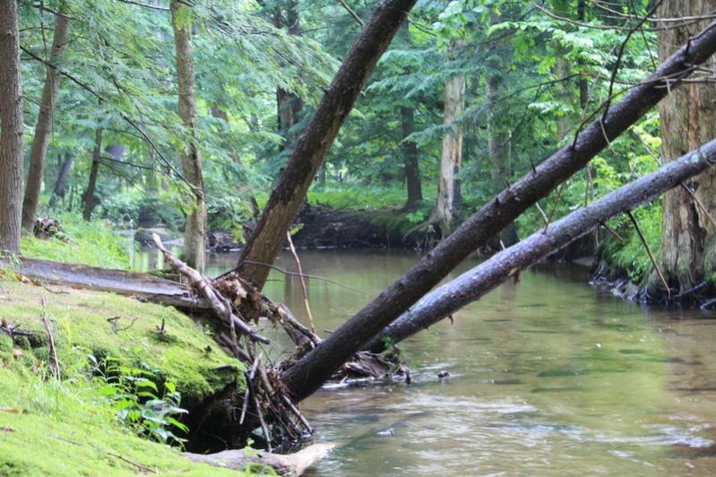 Name:  Gunstock River 2.jpg
Views: 800
Size:  97.2 KB