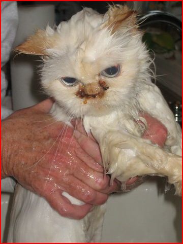 Name:  Tia Day 1.JPG
Views: 3492
Size:  36.7 KB
