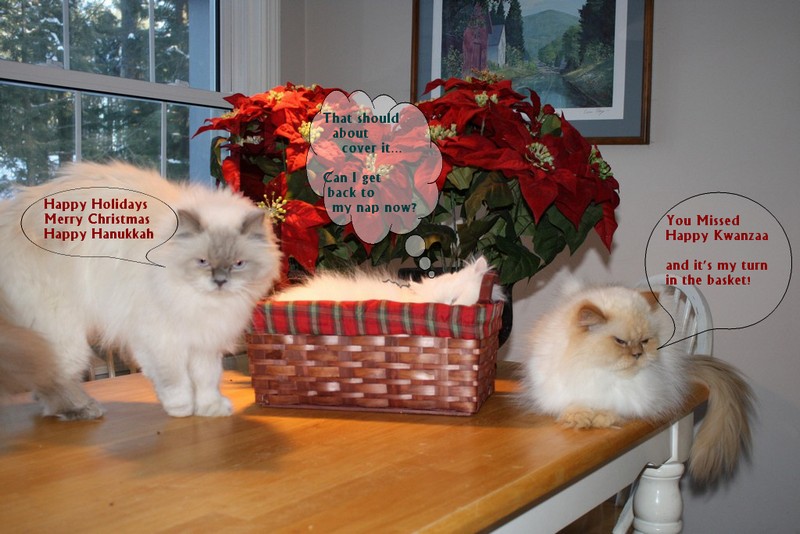 Name:  Holiday Cat Card 1.jpg
Views: 649
Size:  118.3 KB