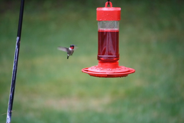 Name:  Hummingbird 2.jpg
Views: 1516
Size:  50.1 KB