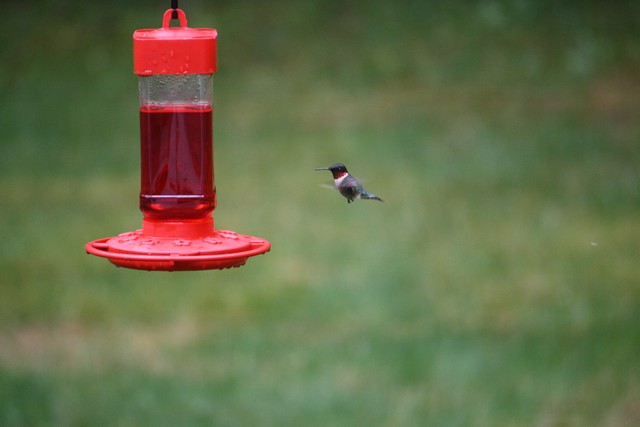 Name:  Hummingbird 3.jpg
Views: 1326
Size:  46.6 KB