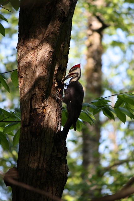 Name:  Woodpecker 5-14-10 02.jpg
Views: 771
Size:  95.1 KB
