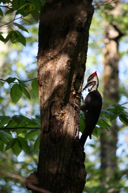 Name:  Woodpecker 5-14-10 06.jpg
Views: 751
Size:  89.6 KB