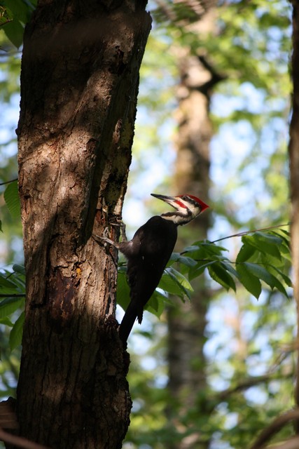 Name:  Woodpecker 5-14-10 08.jpg
Views: 777
Size:  93.8 KB